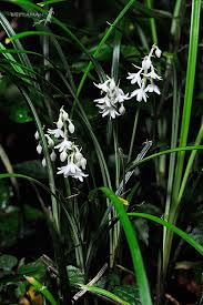 Image result for "Ophiopogon reversus"