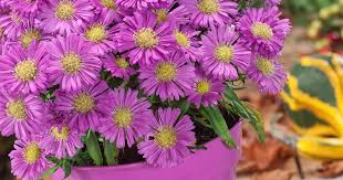 Image result for Aster 'Herbstfeuer'