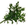 Israeli <b>Ruscus</b> Green Filler