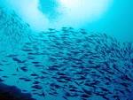 Yongala – Lots of fish | So Much to See......So Much to Do.