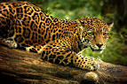 jaguar pronunciation