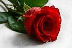 Puisi Bunga Mawar Merah