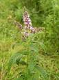 <b>Mentha</b>