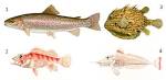 File:Osteichthyes-examples.png - Wikimedia Commons