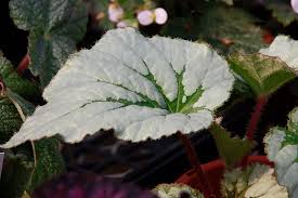 Image result for Begonia Silver Greenheart
  ( Silver Greenheart Begonia )