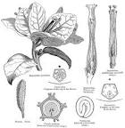 <b>Nyctaginaceae</b> Juss.