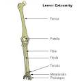 File:Illu <b>lower extremity</b>.jpg