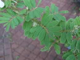 Image result for "Tephrosia inandensis"