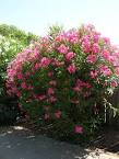 Bushes & Shrubs | Los Banos Trees, The trees and shrubs of Los