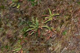 Image result for Micropolypodium