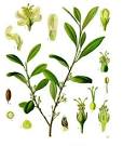 File:Erythroxylum <b>coca</b>