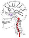 di 2° vertebra cervicale