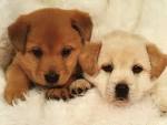 Dog Puppys Image | Free Download from wallpaperzet.