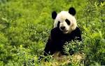 Save The Panda Bears! - Flora and Fauna Wallpaper (18586477 ...