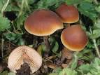 Macrocystidia <b>cucumis</b> (CP)