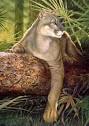 Florida State Animal, Florida Panther, (Puma concolor coryi) from ...