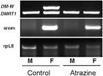 Atrazine induces complete feminization and chemical castration in