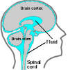 <b>cerebrospinal fluid</b>