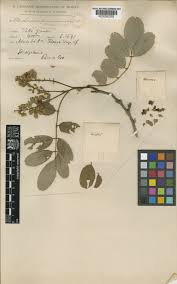 Image result for Lonchocarpus eriocarinalis