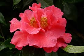 Image result for Camellia reticulata 'Arch of Triumph'