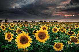 Image result for april showers bring may flowers