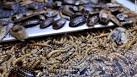 Florida man dies after winning roach-eating contest - CNN.