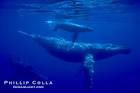 Humpback Whale Photo, Stock Photograph of a Humpback Whale