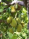 <b>Artocarpus</b> heterophyllus