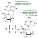 Biosynthesis and catabolism of purine <b>nucleotides</b>