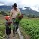 Cambio climático tiene en jaque a la agricultura en Norte de ... - Diario La Opinión Cúcuta