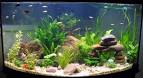 Fish Vault: Good tips for to decorate your aqurium: best idea to ...