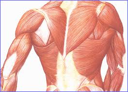 عضلات جسم الإنسان  Images?q=tbn:ANd9GcTyksMr-mvp7rW-P5zK2_XQkUqFY_bof0Kr_-0A1ML4L6Be3SIW