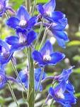 Photos of Blue <b>Delphinium</b>