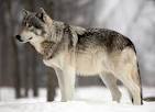 wolf pronunciation