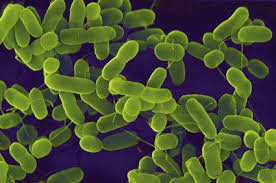 reported E. coli O157:H7