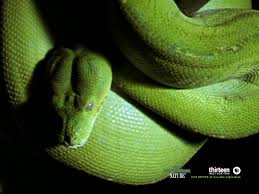 صور الثعابين Snakes_large