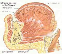 Intrinsic Muscles of the