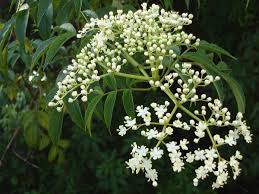 Azadirachta indica (Neem Tree)