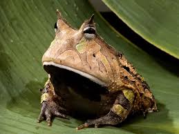 Photo: Amazon horned frog