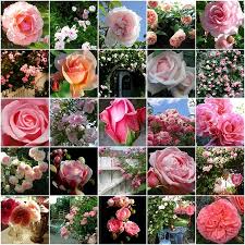 http://t1.gstatic.com/images?q=tbn:BbxJk9TvpRU81M:http://bleulune.typepad.com/my_weblog/images/roses.jpg