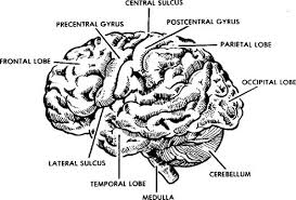 human brain image