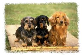 5 - 6 inches Dachshund .