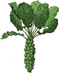 Heres what a Brussels sprout plant looks like