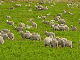 Gregarious sheep