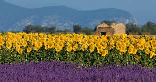 in Provence, France