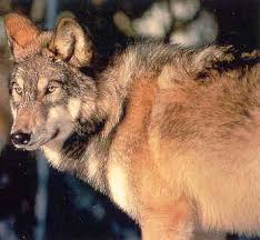 الذئب Wolf%20of%20minnesota