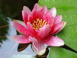 water lily lotus flower