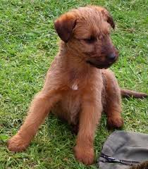 Irish Terrier puppies are for