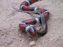 scarlet king snakes