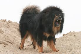 1. tibetan mastiff